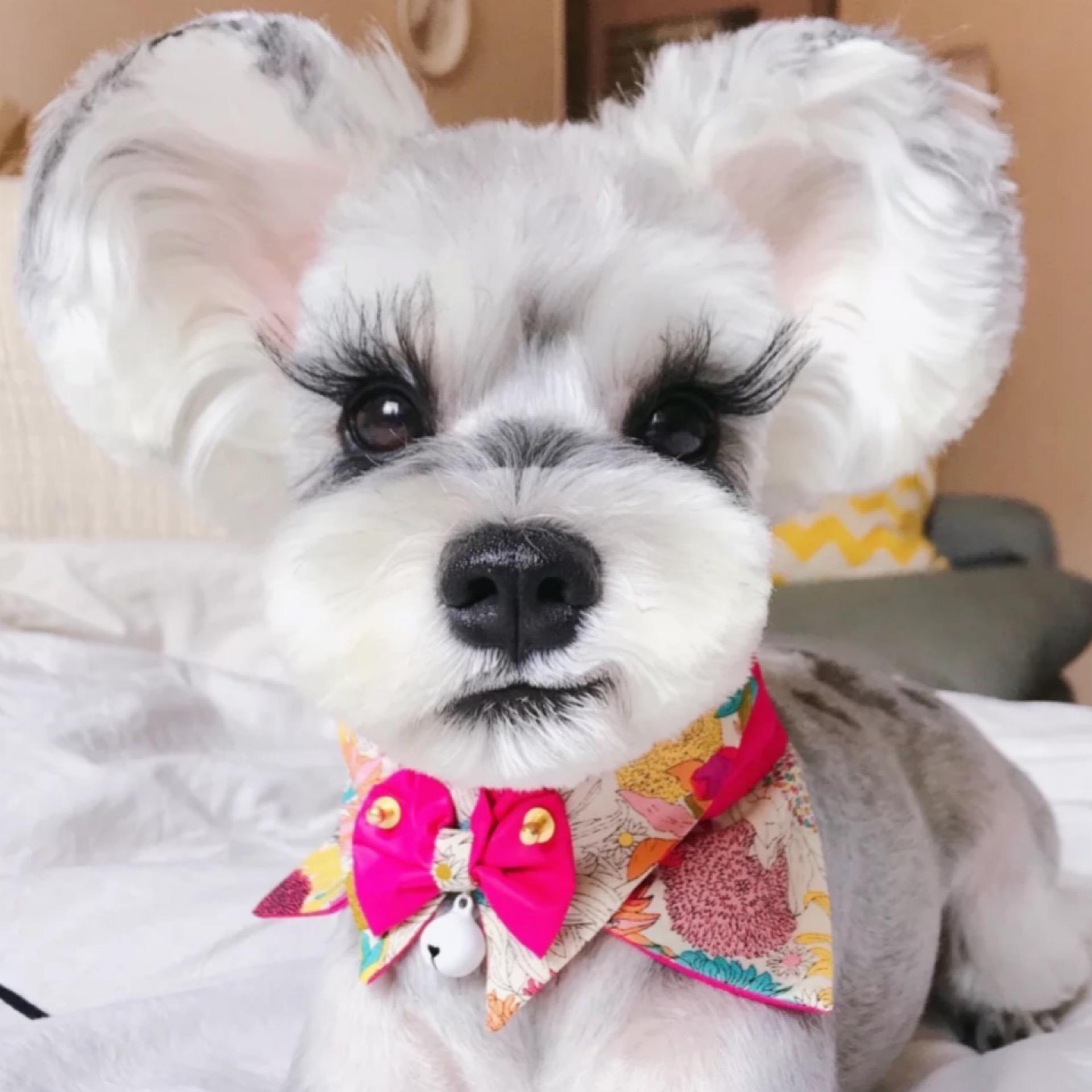 而且雪纳瑞的造型可以百变,可盐可甜,每次剪了一个新发型,又是不一样