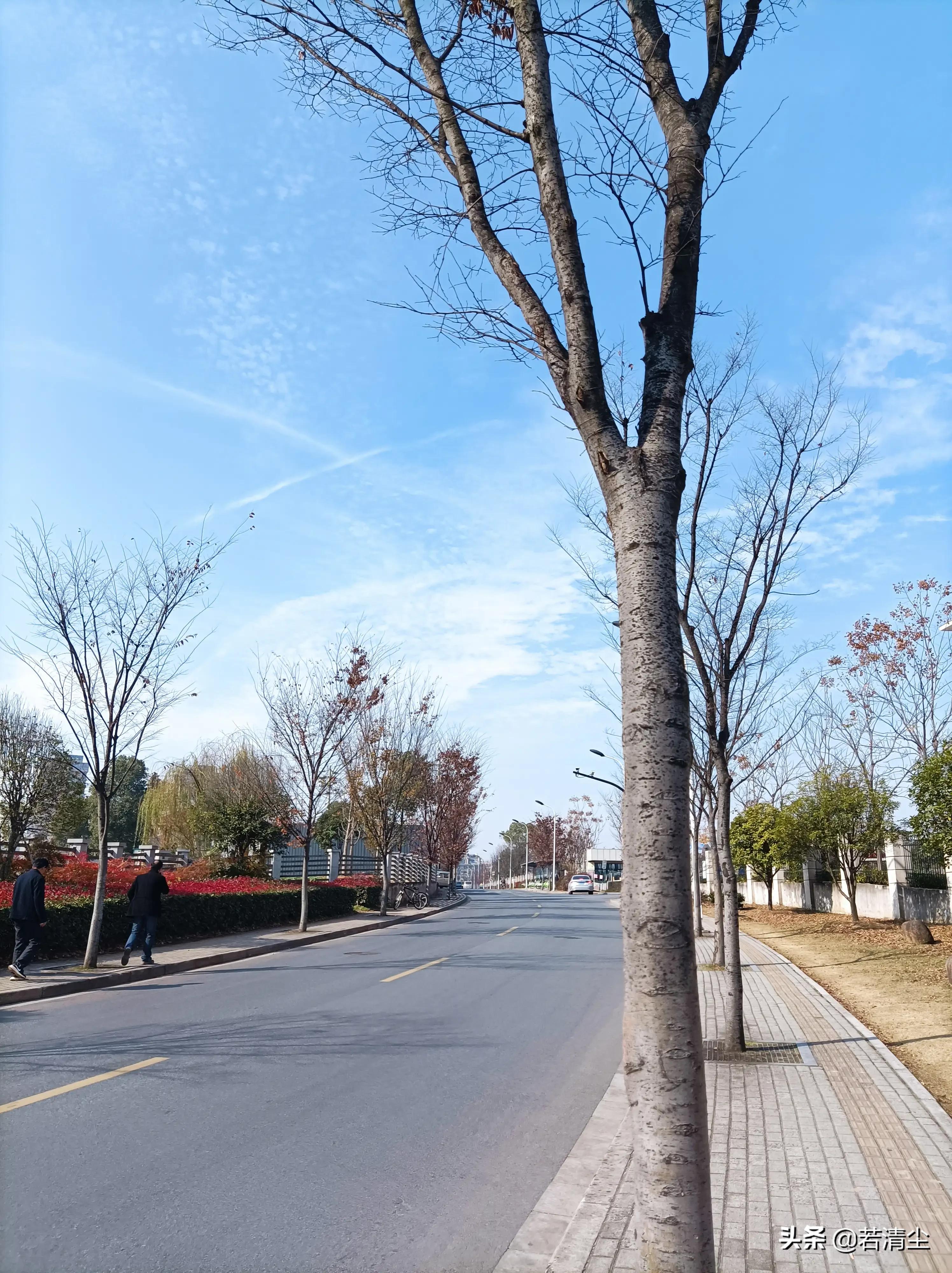 尘路过往归于尽，依心复始生如叶（文/若清尘）
