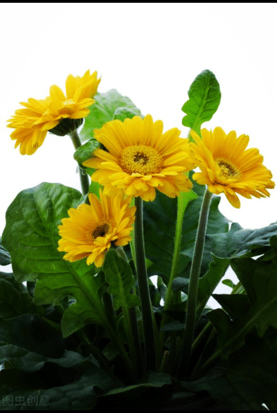 一花一世界，金牛辞旧迎虎来，鲜花带“虎”送祝福，新年幸福满满