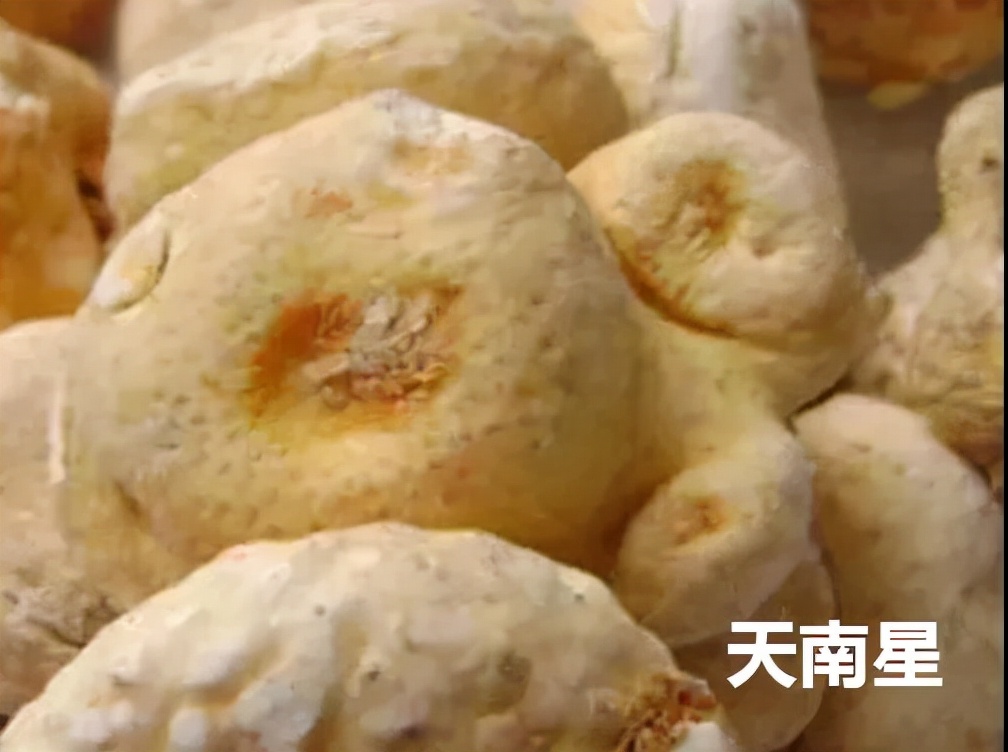 南星的功效与作用 南星的花语和寓意-百科叔叔