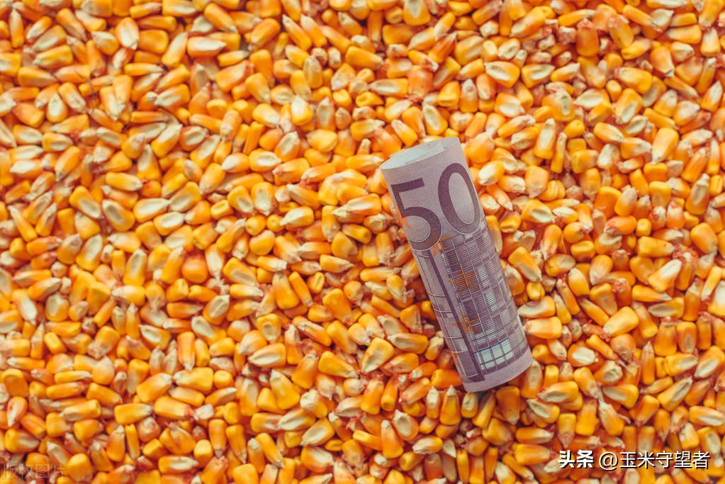 今日全国玉米收盘价格「今日全国玉米价格表」