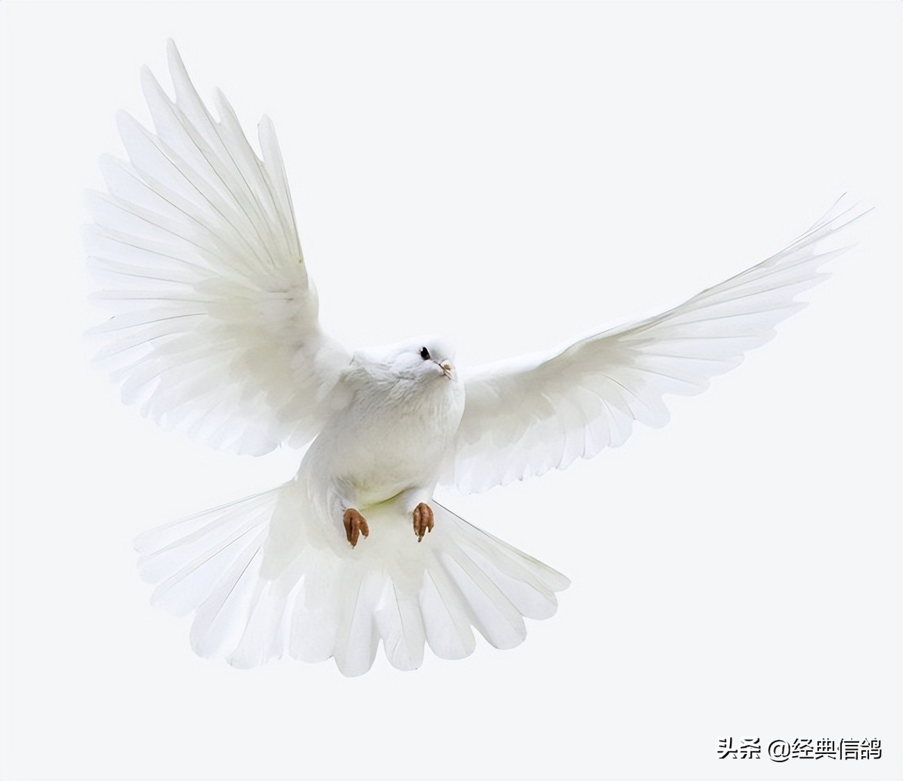 你知道“和平鸽”的名字由来吗？