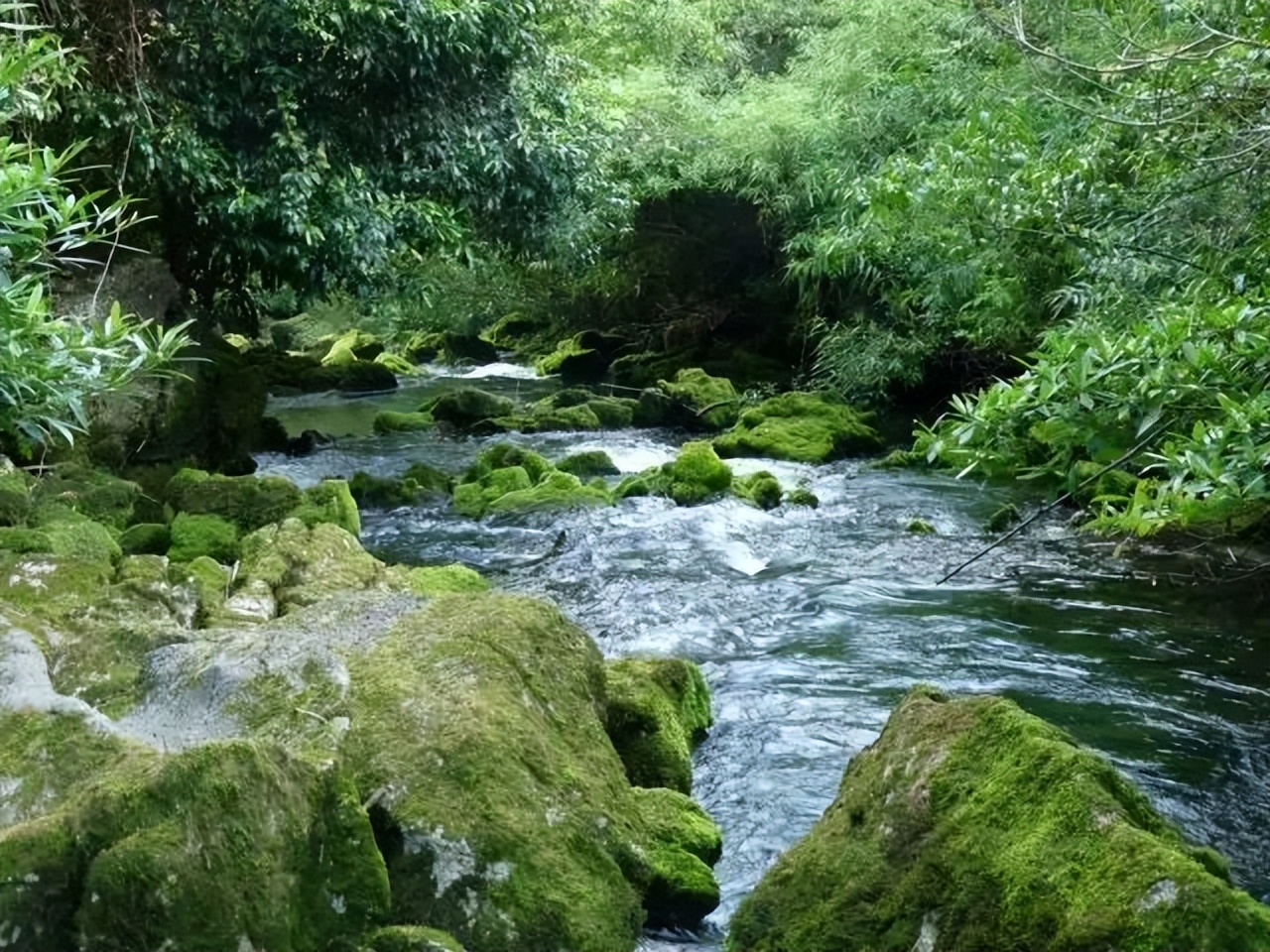 中国十大原始森林排名(中国最有名的原始森林)-第35张图片