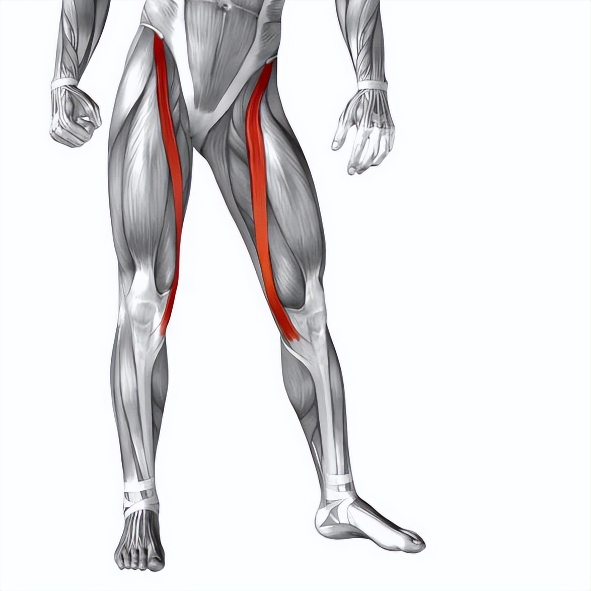 你知道人体最强大的肌肉是哪里吗(人体最长的肌肉-缝匠肌)