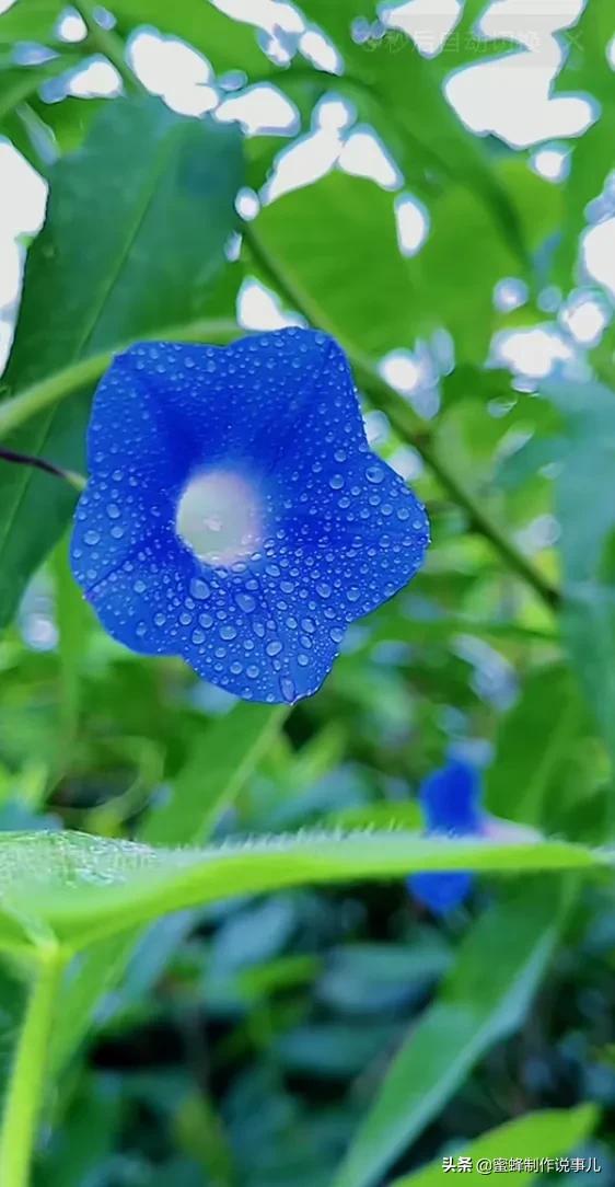 一路鲜花相伴，一路芬芳相随