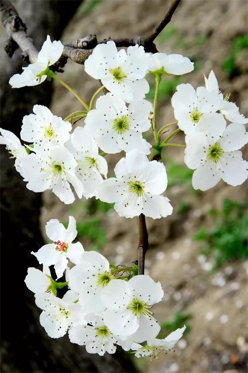 桃花先开还是梨花先开（春风绽百花各种花开放的顺序）