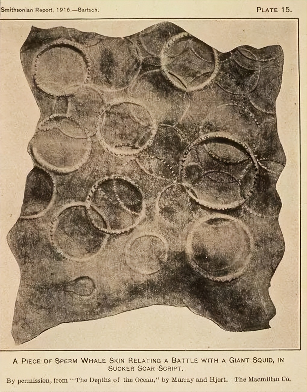 大王陆鱿(日本惊现3米罕见大乌贼，专家：深海生物现身海滩，或与地震有关)