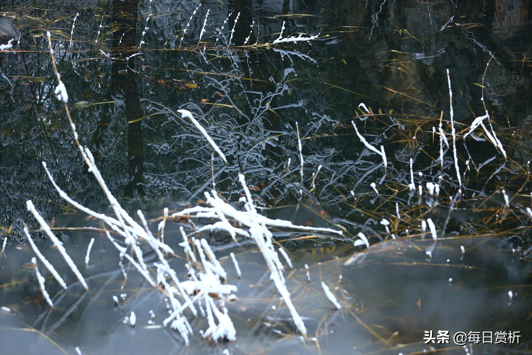 阳春三月雪，雪落枝头，佳片佳句