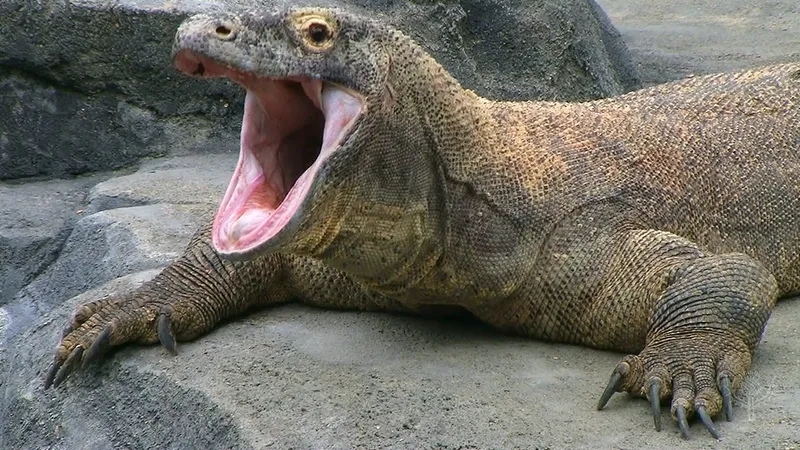 湾鳄vs科莫多巨蜥,谁才是地表最强爬行动物呢?