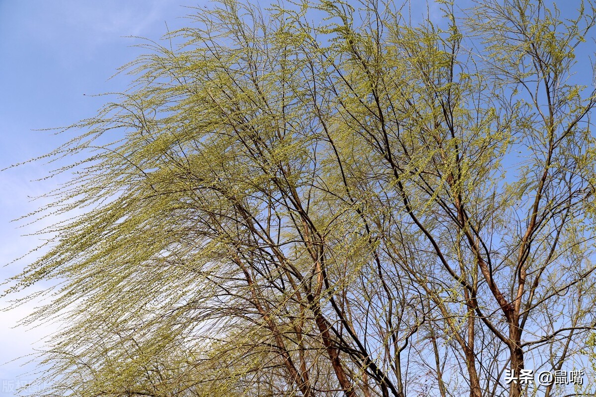 《史记》原文 译文（七十二）