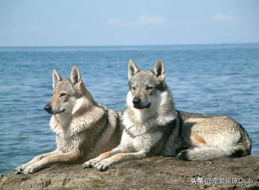 百科 | 捷克狼犬:我是真的狗