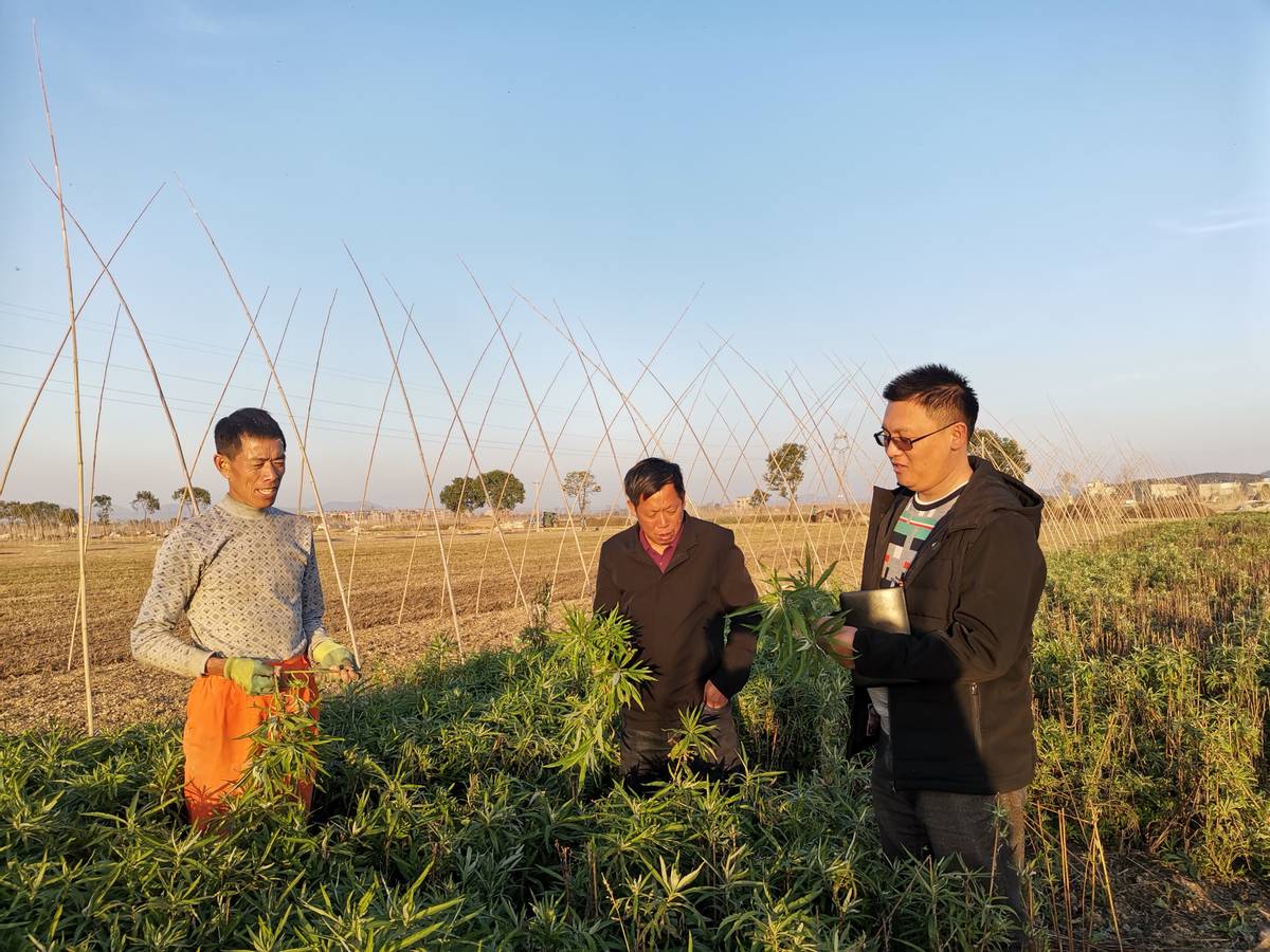 找到乡村振兴金钥匙 阳新县宝塔村把小湖蒿种出大产业