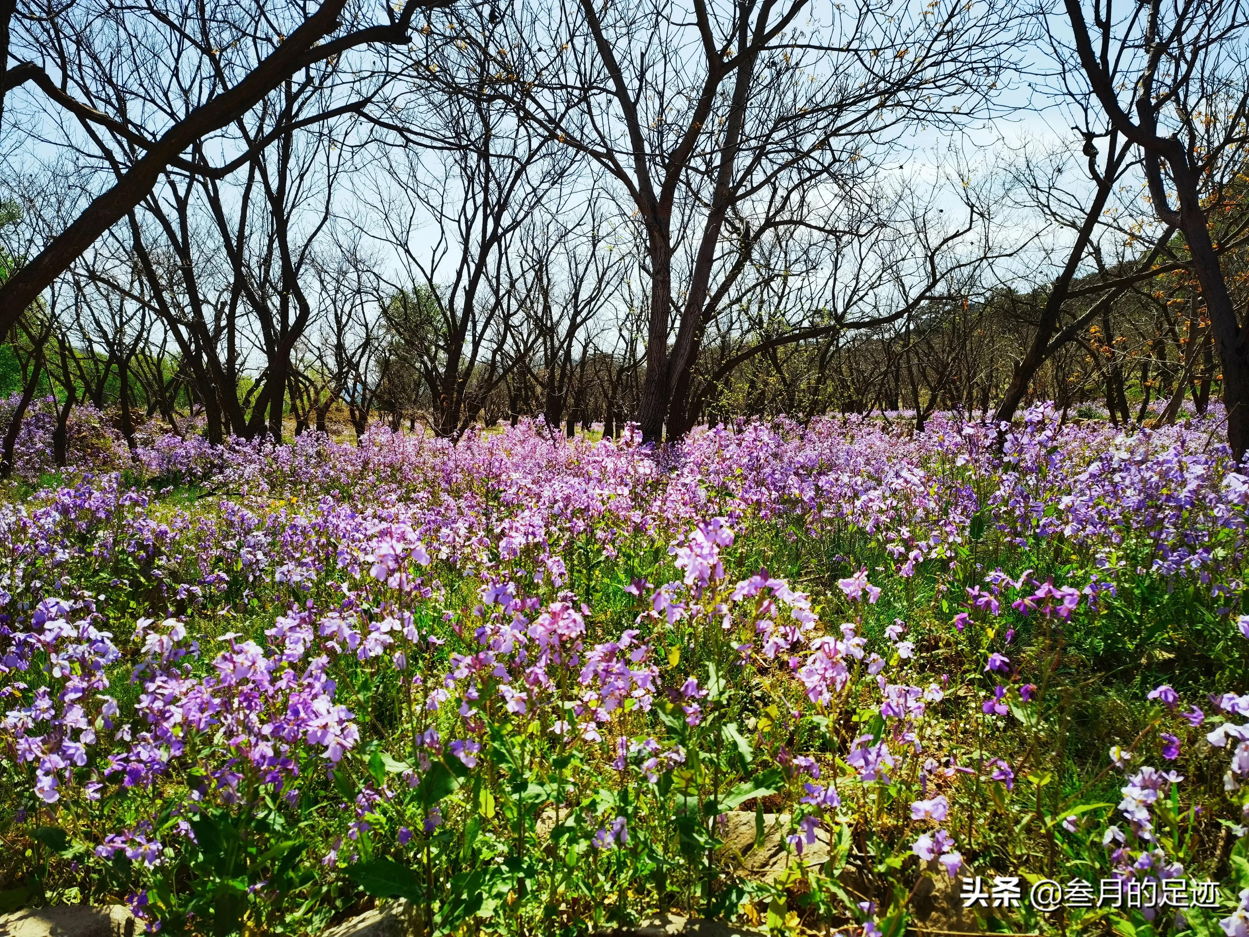 北京昌平，自驾游环线轻徒步线路，大黑山木栈道之旅