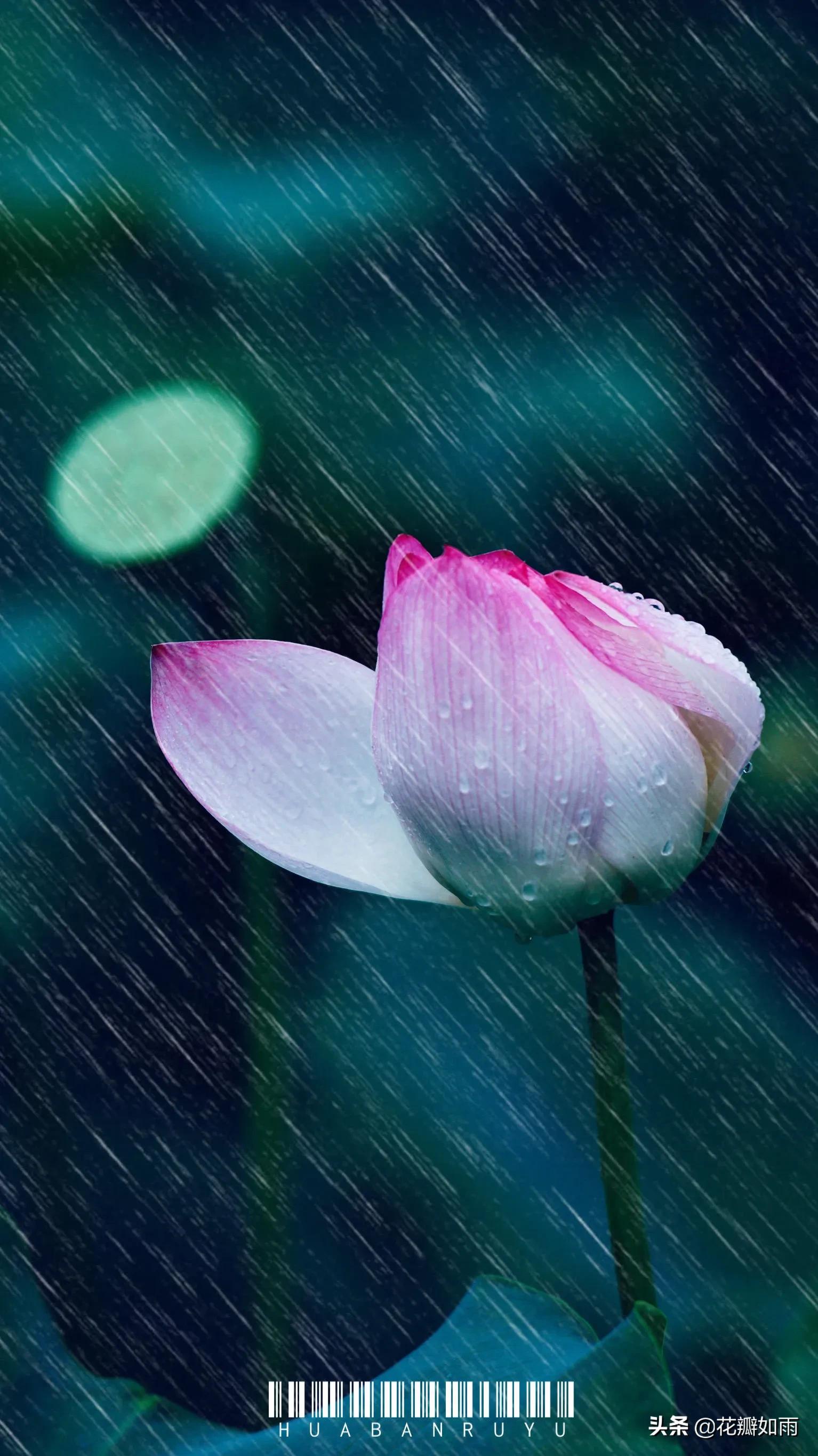 关于莲花唯美散文诗(意境唯美的散文诗) _晶羽科技