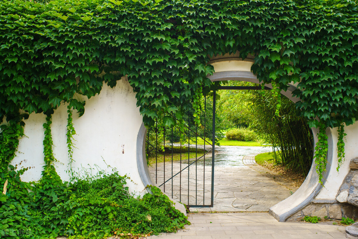 关于常春藤的说说 _晶羽文学网