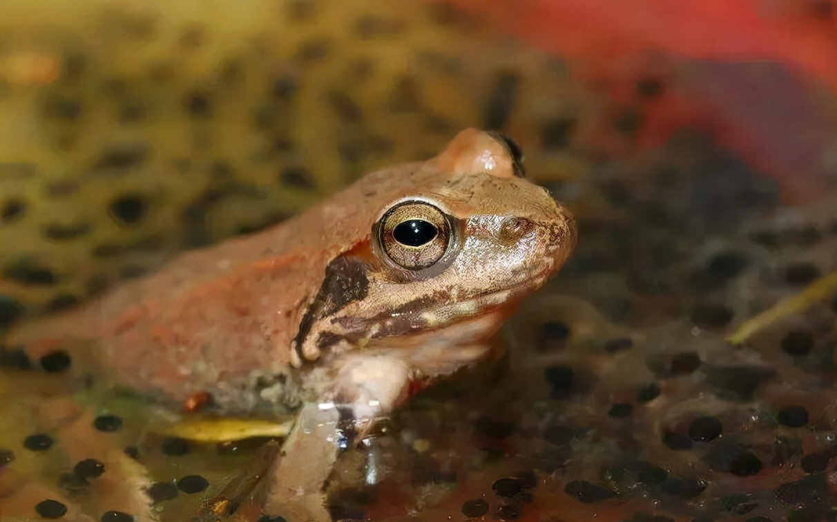 林蛙油市场价格价值近4万元