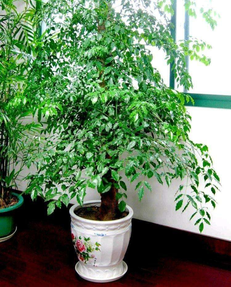 10种"吉利树",适合养在家里,花美果多,还有旺家旺财的好寓意