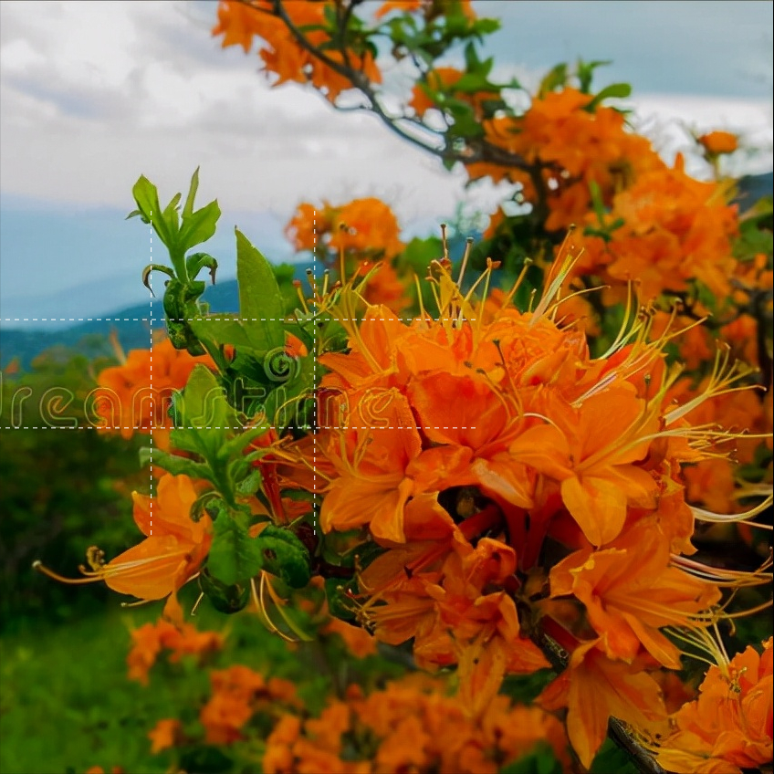 一花一世界，黄花金灿灿，人生风雨路，优雅似花开，从容似花谢