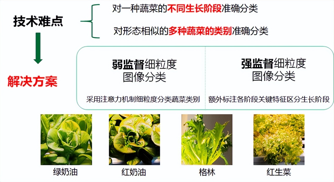 北理工学子用AI种出“零碳”零农残的绿色“科技蔬菜”
