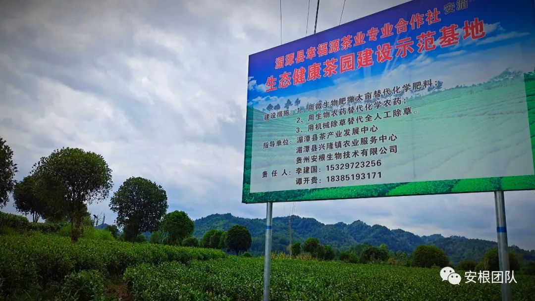 种植合作社对茶农绿色生产行为的影响