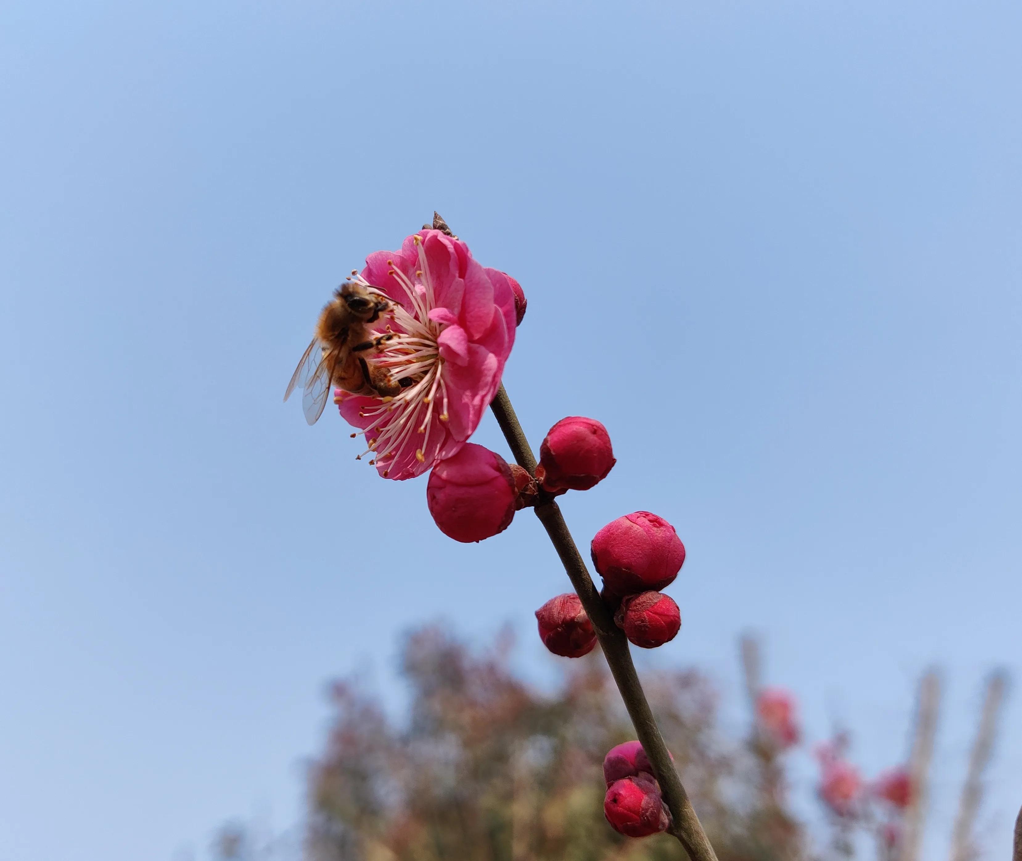 回眸二月，梅邂逅了蜂