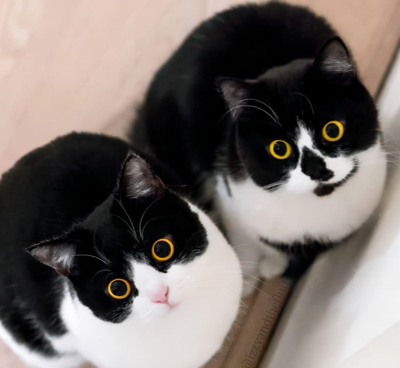 网友：买猫一时爽，养猫火葬场，这几种猫劝你别乱入手