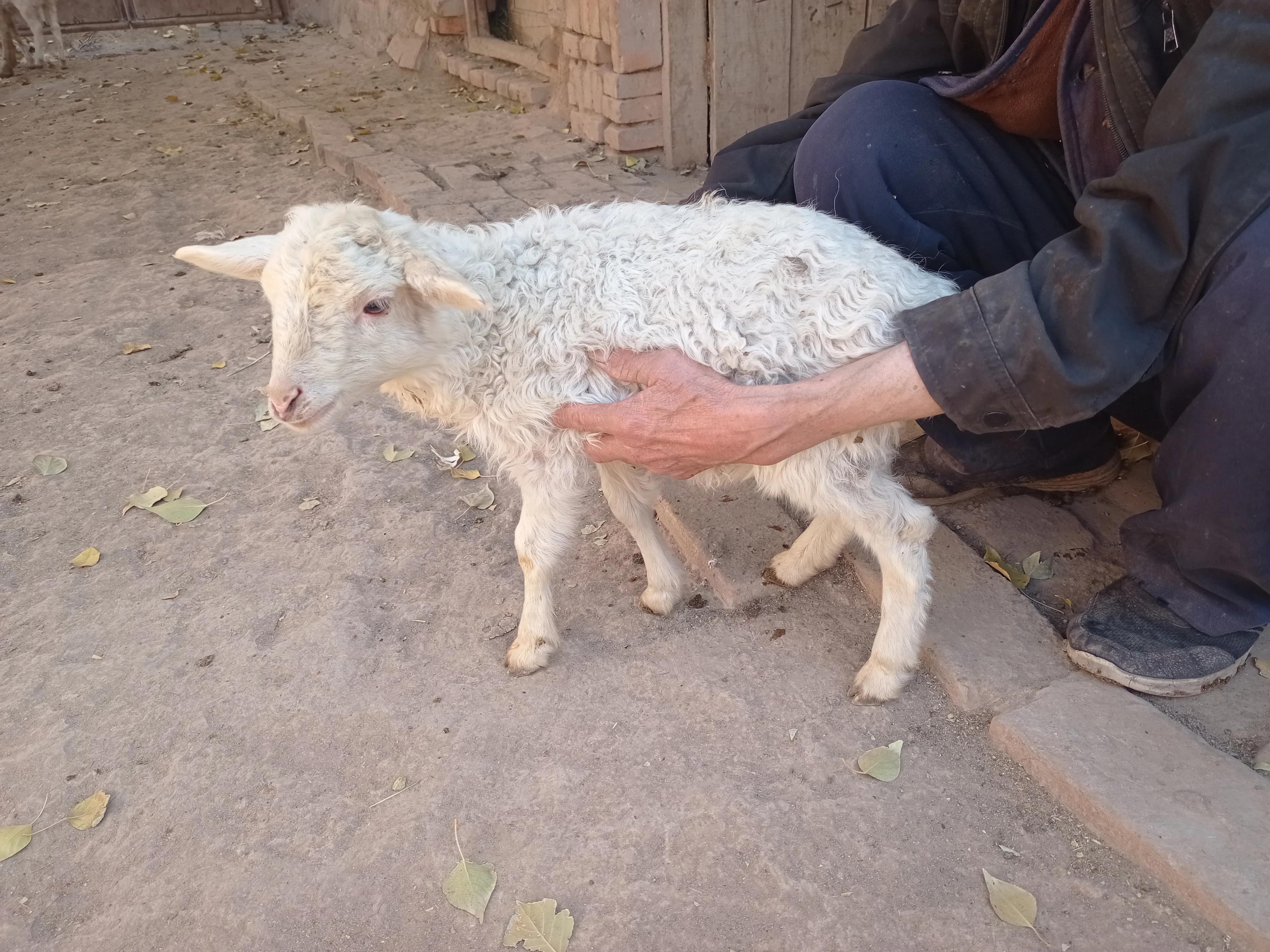 80天的小公羔卖价400元，春节前的羊价，养殖户难以接受
