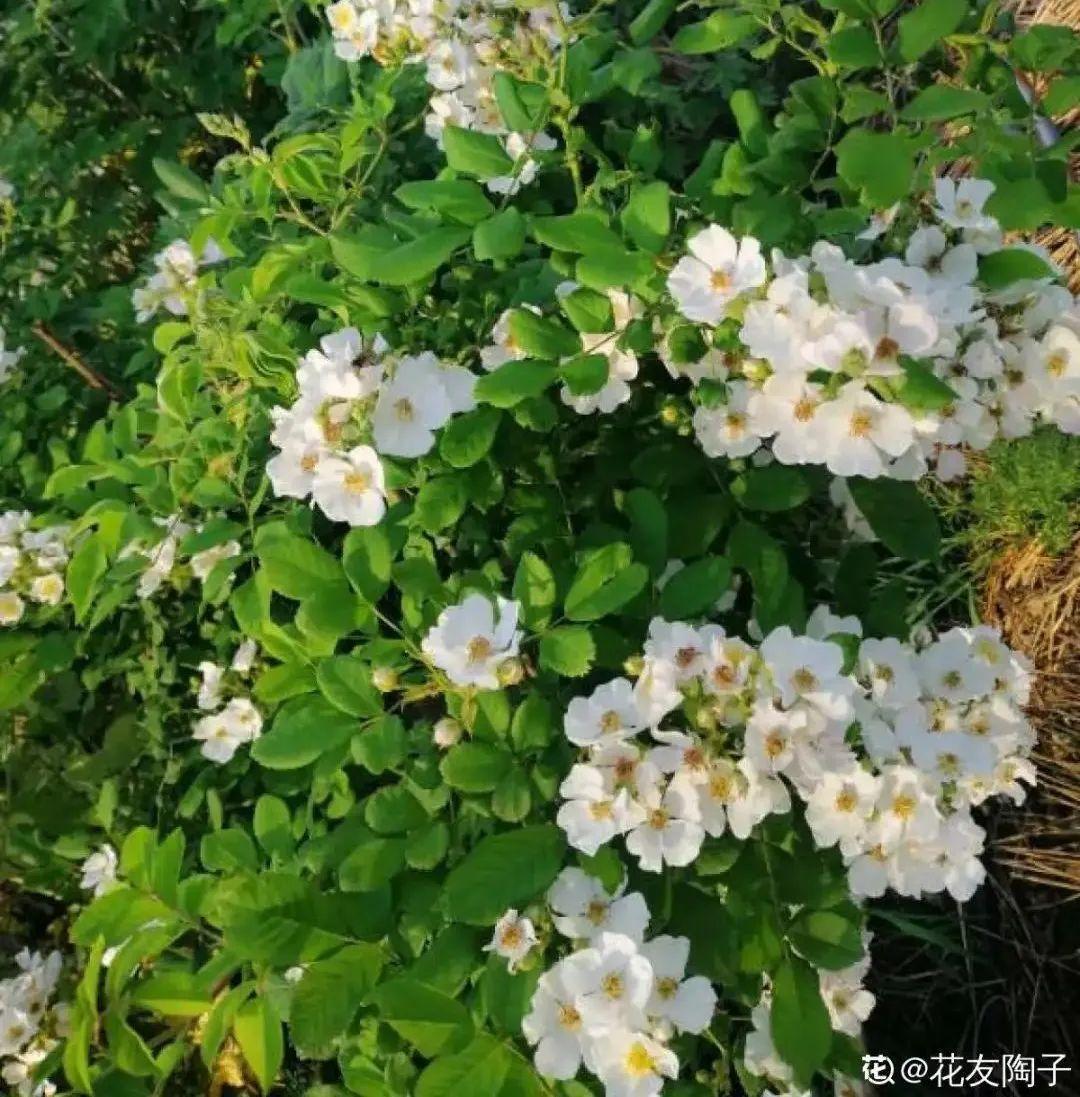 荼蘼是什么意思(8种不“吉利花”，养在家里“有麻烦”，到底扔不扔？)