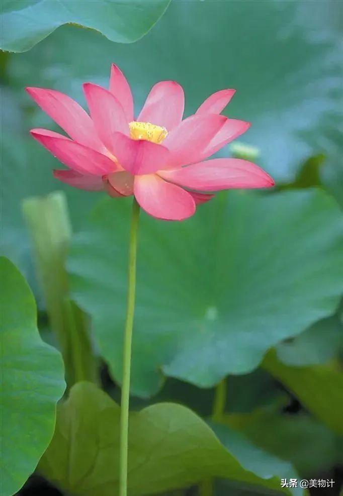 荷花几月份开(一朵荷花，绽放了整个夏日)