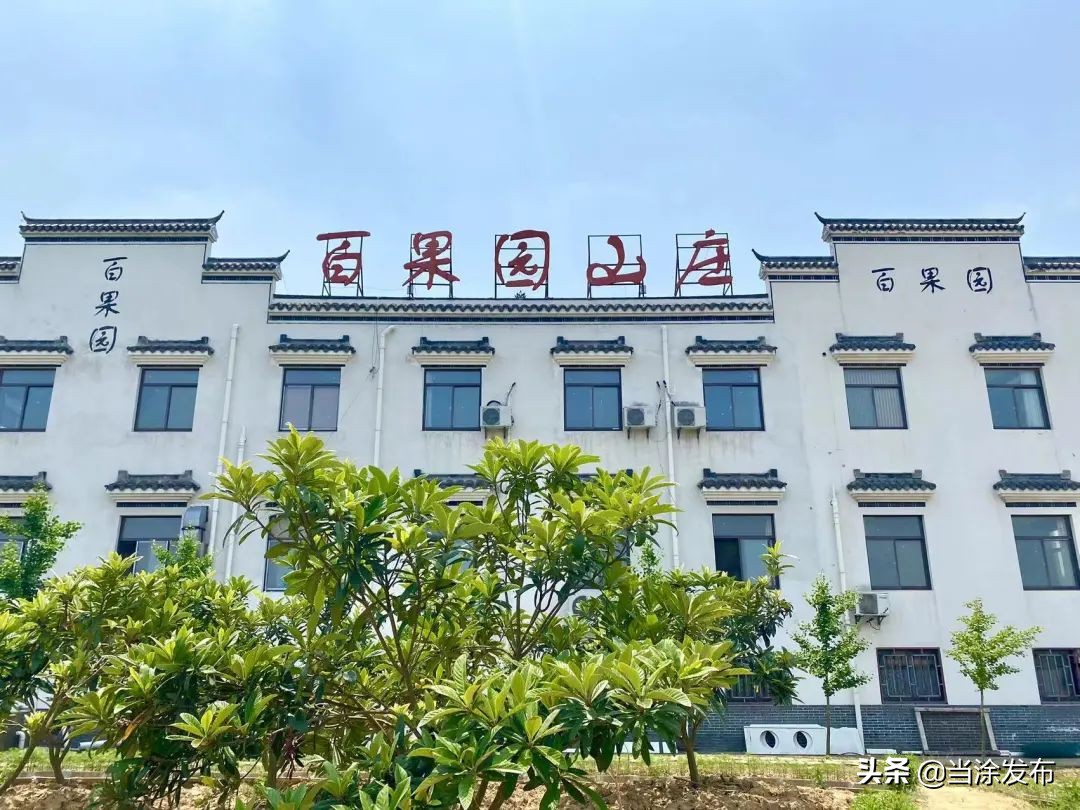 安徽当涂：大青山的枇杷熟了！