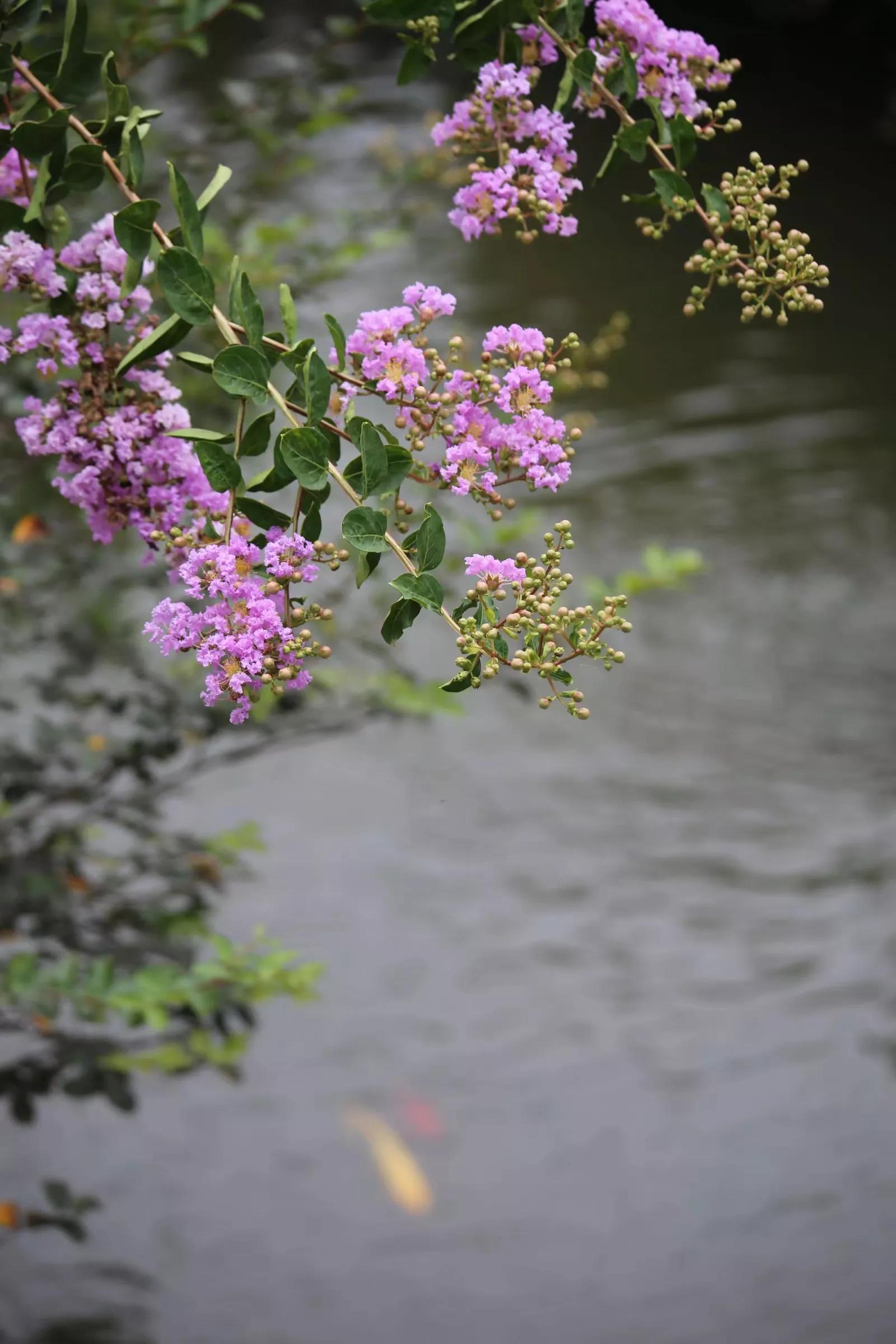 余荫山房•紫薇