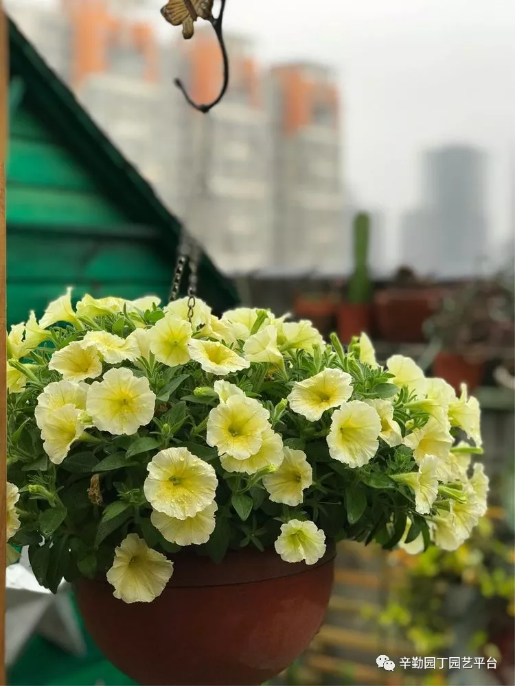 园丁奖花园组《002号》不离不弃,芳龄永继