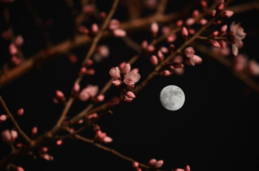 侯庆红 | 赏花庭院意难休 几时消尽万千愁（原创诗词十三首）