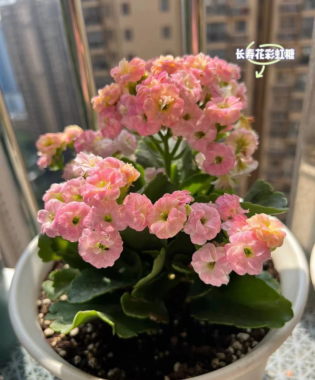 有种长寿花,叫"彩虹糖",同时开几种花色,颜值高,开花也勤快