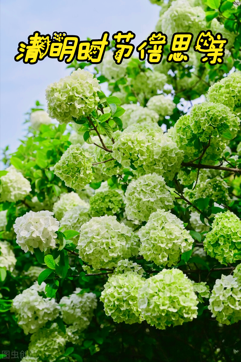 一花一思念，清明细雨花漫天，年年祭扫仙人墓，岁岁感念亲人情