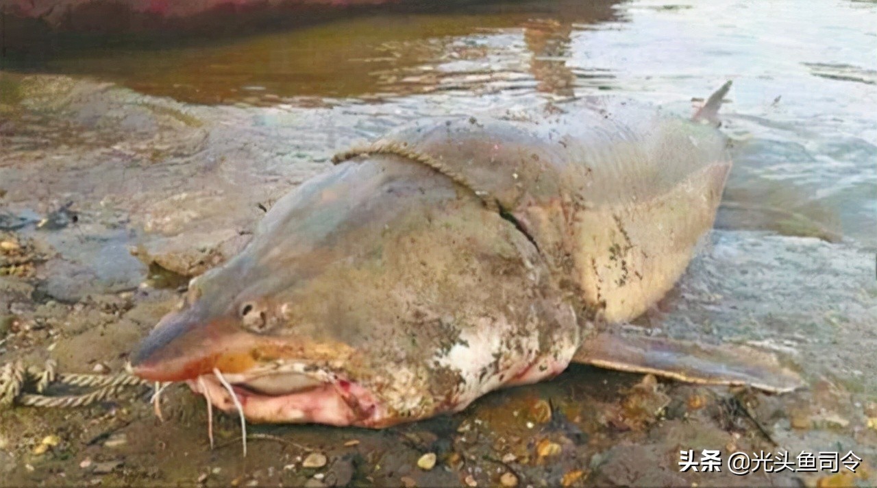 馬哈魚多少錢一斤釣魚會坐牢