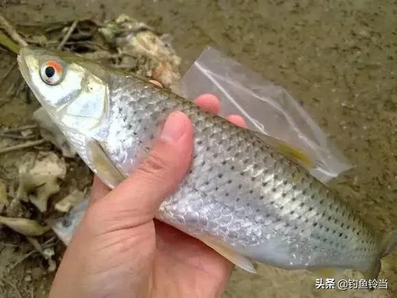 怎样钓赤眼鳟？最牛的饵料搭配就是鸭肝打窝泥鳅垂钓，竿竿都黑漂