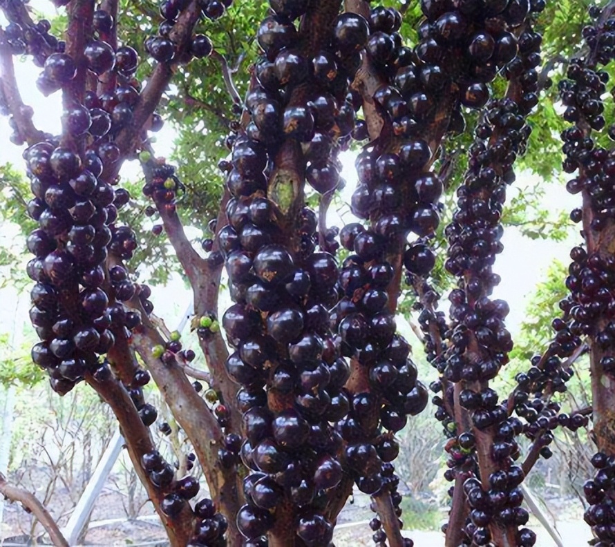神奇的"树葡萄",一种水果4种味道,1年多次开花结果,值得种吗