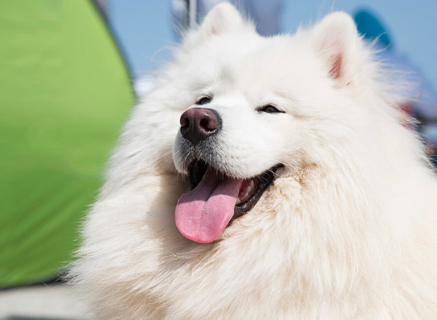 薩摩耶犬圖片(薩摩耶幼犬圖片)-驍龍網