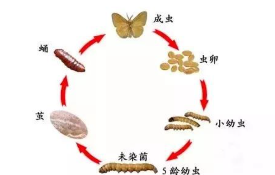 桑黄被称为“森林黄金”，到底是什么东西？值不值千元一斤？