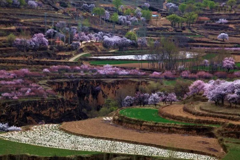 宁夏春天最美的4条自驾路线，赏花、踏青、游湖、祈福、美食