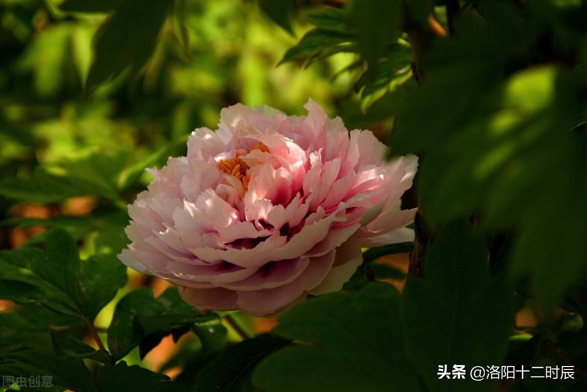 洛阳牡丹花什么时候开，洛阳牡丹花开最佳时间 寻觅网