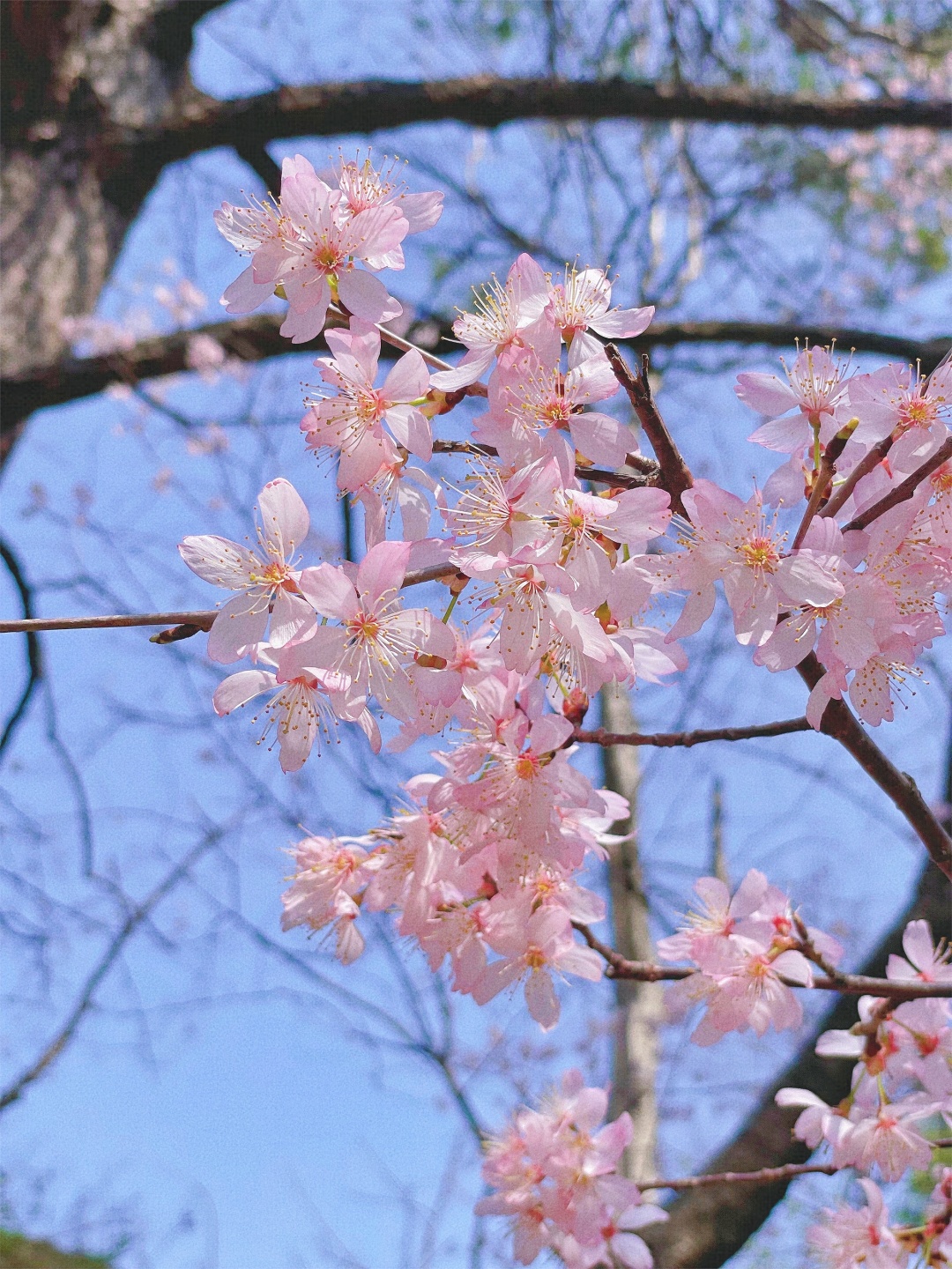 武汉自驾2H，打卡高山野樱花瀑布~花间漫步，自在山居，太浪漫