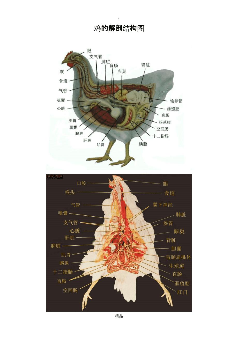 梦到杀了鸡(为什么母鸡学公鸡叫,就要将它杀掉呢?