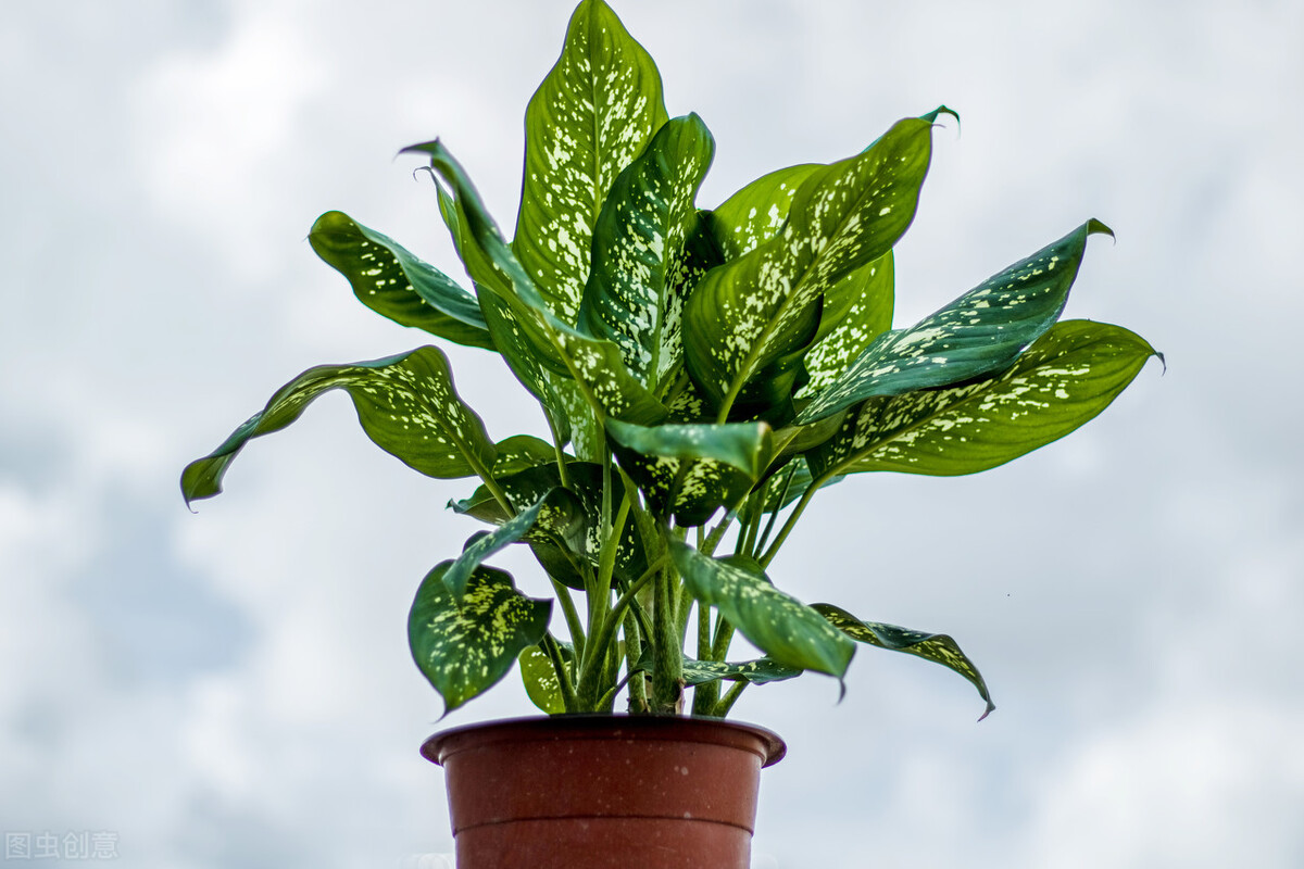 室内适合养殖的花卉植物（这7种绿植空气净化小能手）