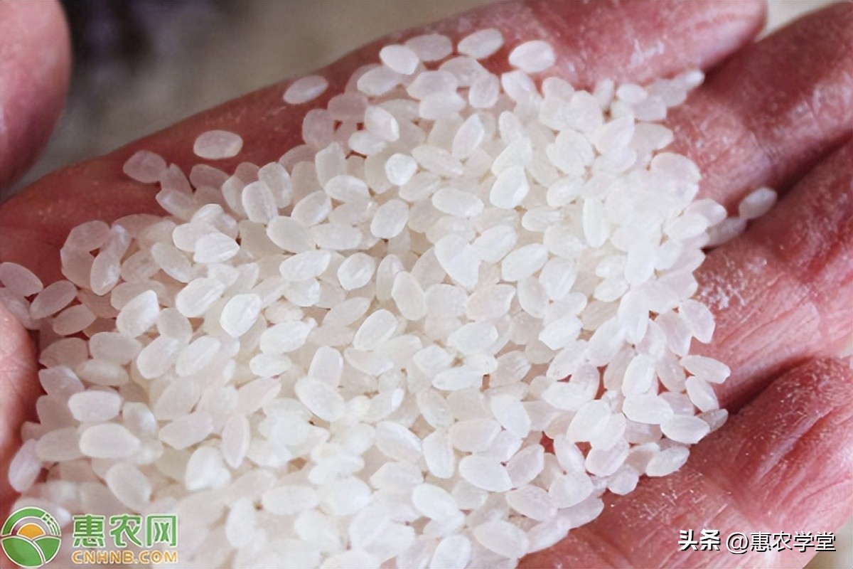 4月大米价格多少钱一斤？