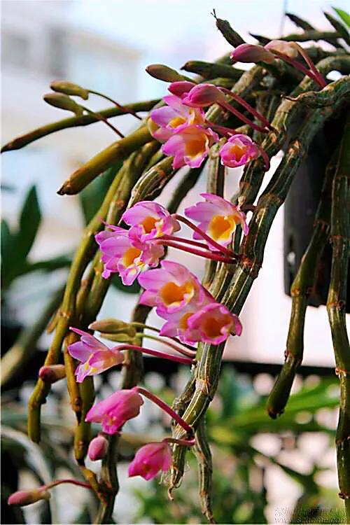 玫瑰石斛～茎悬垂，花姿优雅，玲珑可爱，花色鲜艳，气味芳香