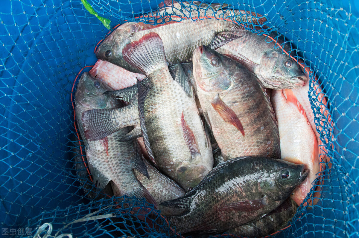 羅非魚圖片,羅非魚圖片大全