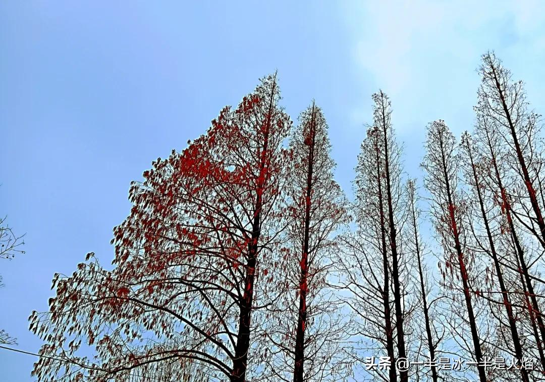 随笔：邂逅水杉，邂逅冬天最简单的快乐