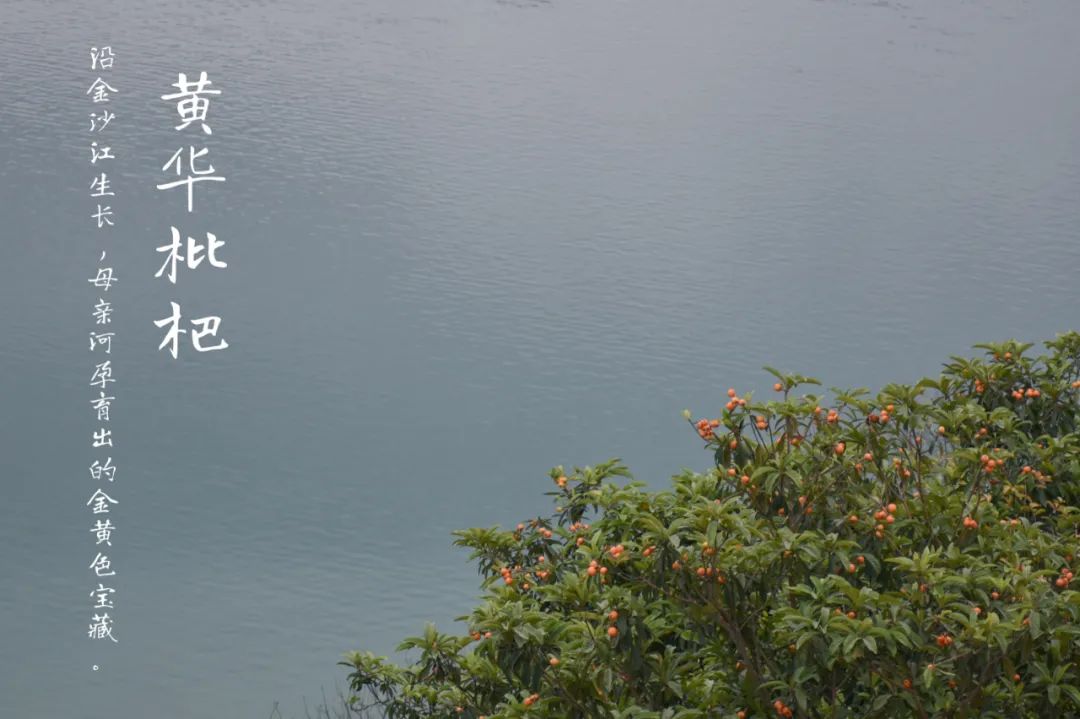 云南永善：金沙江畔黄华镇千亩枇杷林压弯枝头